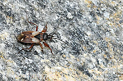 C381845: Eremocoris abietis (Wanze)
