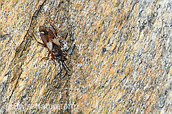 C381850: Eremocoris abietis (Wanze)