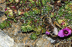 C381861: Gewöhnliche Schmalbiene (Lasioglossum calceatum) an Gegenblättrigem Steinbrech (Saxifraga oppositifolia)