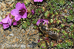 C381862: Gewöhnliche Schmalbiene (Lasioglossum calceatum) an Gegenblättrigem Steinbrech (Saxifraga oppositifolia)