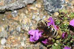 C381863: Gewöhnliche Schmalbiene (Lasioglossum calceatum) an Gegenblättrigem Steinbrech (Saxifraga oppositifolia)