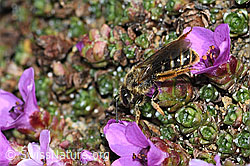 C381865: Gewöhnliche Schmalbiene (Lasioglossum calceatum) an Gegenblättrigem Steinbrech (Saxifraga oppositifolia)