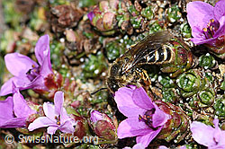 C381866: Gewöhnliche Schmalbiene (Lasioglossum calceatum) an Gegenblättrigem Steinbrech (Saxifraga oppositifolia)
