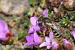 C381867: Gewöhnliche Schmalbiene (Lasioglossum calceatum) an Gegenblättrigem Steinbrech (Saxifraga oppositifolia)