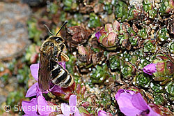 Gegenblättriger Steinbrech (Saxifraga oppositifolia)