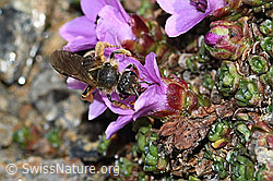 C381869: Gewöhnliche Schmalbiene (Lasioglossum calceatum) an Gegenblättrigem Steinbrech (Saxifraga oppositifolia)