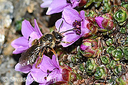 C381870: Gewöhnliche Schmalbiene (Lasioglossum calceatum) an Gegenblättrigem Steinbrech (Saxifraga oppositifolia)