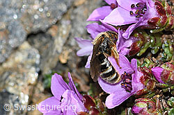 C381871: Gewöhnliche Schmalbiene (Lasioglossum calceatum) an Gegenblättrigem Steinbrech (Saxifraga oppositifolia)