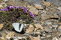 Gegenblättriger Steinbrech (Saxifraga oppositifolia)
