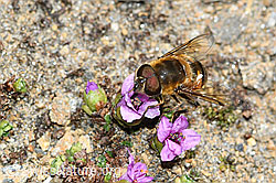 Gemeine Keilfleckschwebfliege (Eristalis pertinax) an Gegenblättrigem Steinbrech (Saxifraga oppositifolia) (C381884) Gemeine Keilfleckschwebfliege (Eristalis pertinax) an Gegenblättrigem Steinbrech (Saxifraga oppositifolia) (C381884)