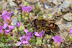 Gemeine Keilfleckschwebfliege (Eristalis pertinax) an Gegenblättriger Steinbrech (Saxifraga oppositifolia) (C381885) Gemeine Keilfleckschwebfliege (Eristalis pertinax) an Gegenblättriger Steinbrech (Saxifraga oppositifolia) (C381885)