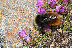 C382024: Berglandhummel (Bombus monticola) auf Gegenblättrigem Steinbrech (Saxifraga oppositifolia)