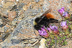 C382025: Berglandhummel (Bombus monticola) auf Gegenblättrigem Steinbrech (Saxifraga oppositifolia)
