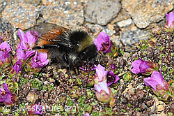 C382027: Berglandhummel (Bombus monticola) auf Gegenblättrigem Steinbrech (Saxifraga oppositifolia)