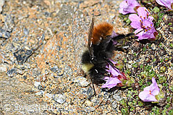C382028: Berglandhummel (Bombus monticola) auf Gegenblättrigem Steinbrech (Saxifraga oppositifolia)