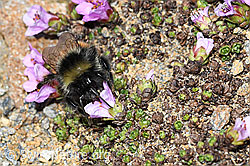 C382029: Berglandhummel (Bombus monticola) auf Gegenblättrigem Steinbrech (Saxifraga oppositifolia)