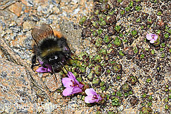 C382030: Berglandhummel (Bombus monticola) auf Gegenblättrigem Steinbrech (Saxifraga oppositifolia)