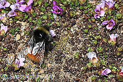 C382031: Berglandhummel (Bombus monticola) auf Gegenblättrigem Steinbrech (Saxifraga oppositifolia)