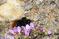 C382035: Berglandhummel (Bombus monticola) auf Gegenblättrigem Steinbrech (Saxifraga oppositifolia)