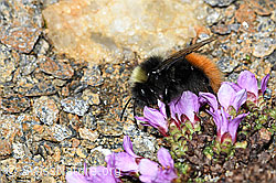 C382036: Berglandhummel (Bombus monticola) auf Gegenblättrigem Steinbrech (Saxifraga oppositifolia)