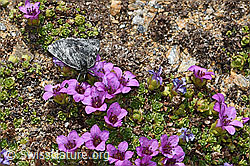 C382062: Orenaia lugubralis auf Gegenblättrigem Steinbrech (Saxifraga oppositifolia)