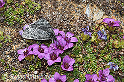 C382064: Orenaia lugubralis auf Gegenblättrigem Steinbrech (Saxifraga oppositifolia)