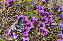 C382066: Orenaia lugubralis auf Gegenblättrigem Steinbrech (Saxifraga oppositifolia)