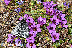 C382068: Orenaia lugubralis auf Gegenblättrigem Steinbrech (Saxifraga oppositifolia)
