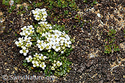 C382070: Kurzstängelige Gämskresse (Pritzelago alpina ssp. brevicaulis)
