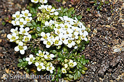 C382071: Kurzstängelige Gämskresse (Pritzelago alpina ssp. brevicaulis)