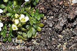 C382072: Kurzstängelige Gämskresse (Pritzelago alpina ssp. brevicaulis)