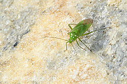 C383942: Lygocoris pabulinus (Weichwanze)