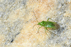 C383944: Lygocoris pabulinus (Weichwanze)