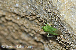 C383950: Lygocoris pabulinus (Weichwanze)