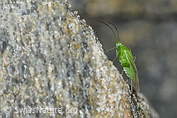 C383951: Lygocoris pabulinus (Weichwanze)
