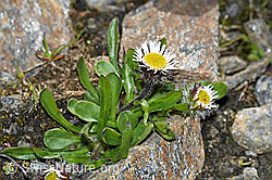 C383959: Einköpfiges Berufkraut (Erigeron uniflorus)