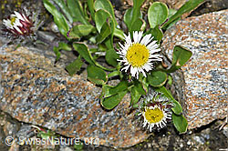 C383961: Einköpfiges Berufkraut (Erigeron uniflorus)