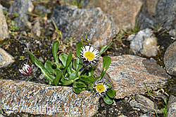 C383963: Einköpfiges Berufkraut (Erigeron uniflorus)