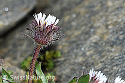C383964: Einköpfiges Berufkraut (Erigeron uniflorus)