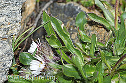 C383965: Einköpfiges Berufkraut (Erigeron uniflorus)