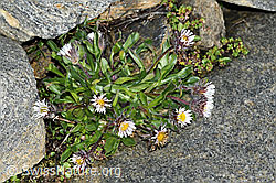C383967: Einköpfiges Berufkraut (Erigeron uniflorus)