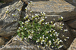 C384002: Alpen-Gänsekresse (Arabis alpina)