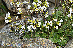 C384003: Alpen-Gänsekresse (Arabis alpina)