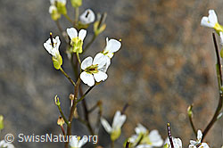 C384005: Alpen-Gänsekresse (Arabis alpina)
