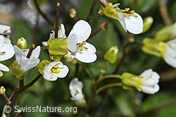 C384007: Alpen-Gänsekresse (Arabis alpina)