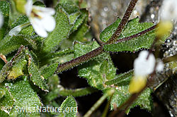 C384008: Alpen-Gänsekresse (Arabis alpina)