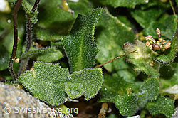 C384009: Alpen-Gänsekresse (Arabis alpina)