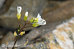 C384010: Alpen-Gänsekresse (Arabis alpina)