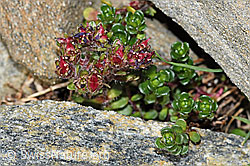 C384030: Zweiblütiger Steinbrech (Saxifraga biflora)