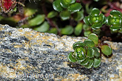 C384031: Zweiblütiger Steinbrech (Saxifraga biflora)